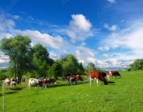 Cows grazing on a green summer meadow