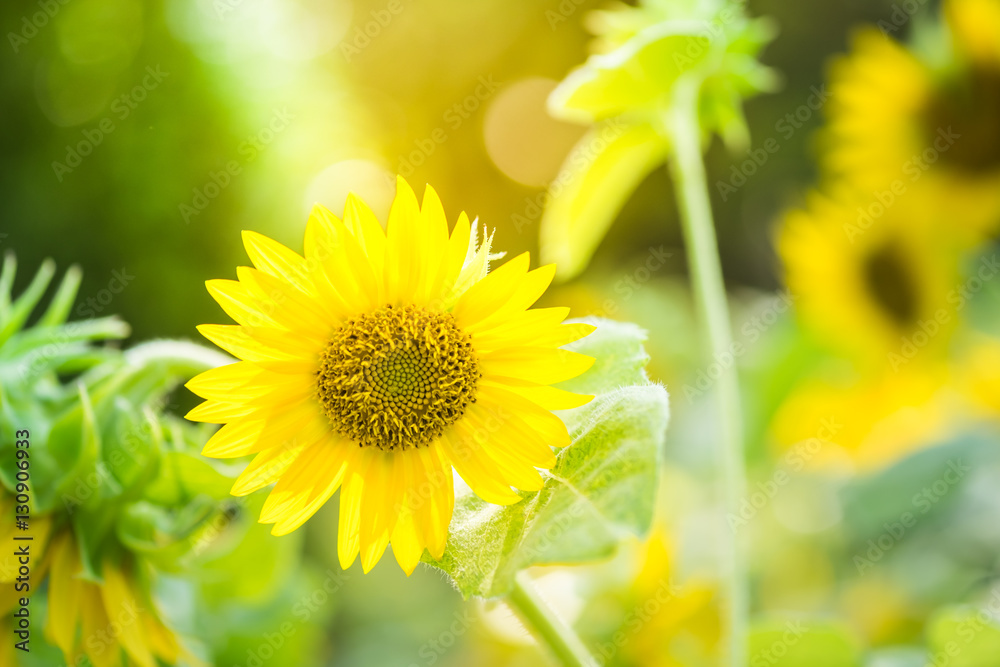 Obraz premium Sunflower, nature with copy space using as background or wallpap