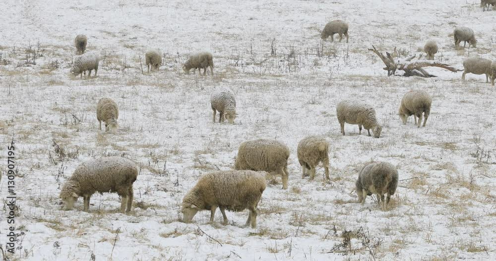 4K UltraHD A Flock of sheep feeding in field in snow 4K UltraHD A Flock of sheep feeding in field in snow