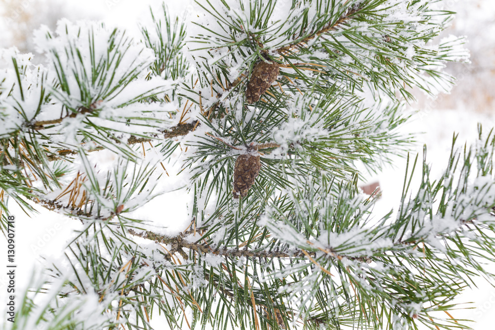 Fir branch with hoarfrost on a white background Fir branch with hoarfrost on a white background