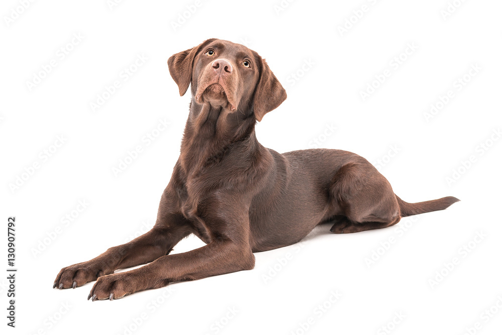 Isolated image of a brown female labrador retriever