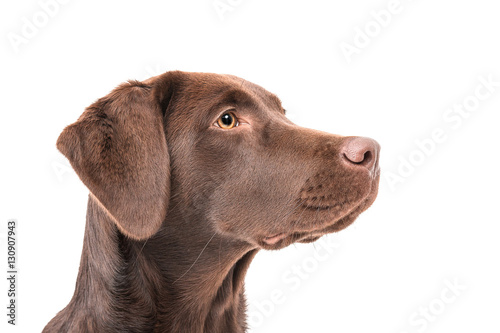 Isolated image of a brown female labrador retriever photo