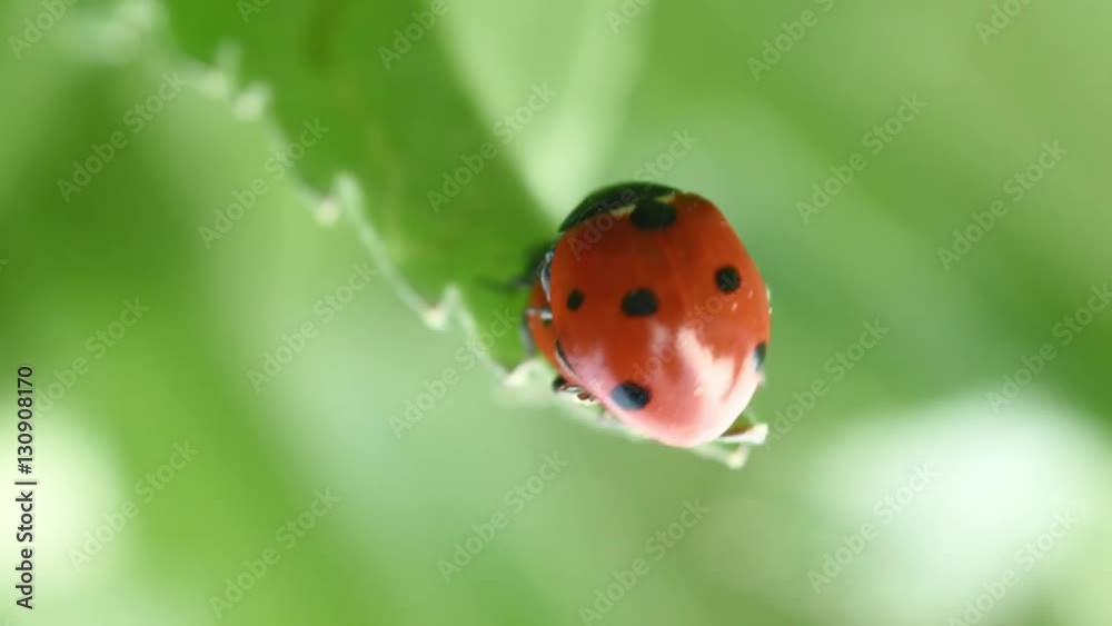 extreme close up shot of Coccinellidae ladybug unrestrained mating extreme close up shot of Coccinellidae ladybug unrestrained mating