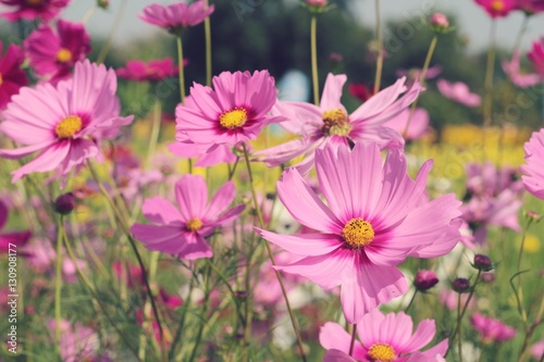 Cosmos flowers at beautiful in the garden. © seagames50