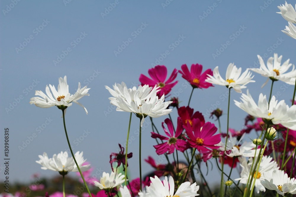 Fototapeta premium Cosmos flowers at beautiful in the garden.