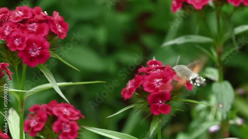 close up shot of a macroglossum stellatarum hummingbird hawk-moth sucking nectar photo