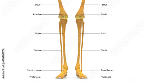 Human Skeleton Leg joints Anatomy (Femur, Fibula and Tibia) photo