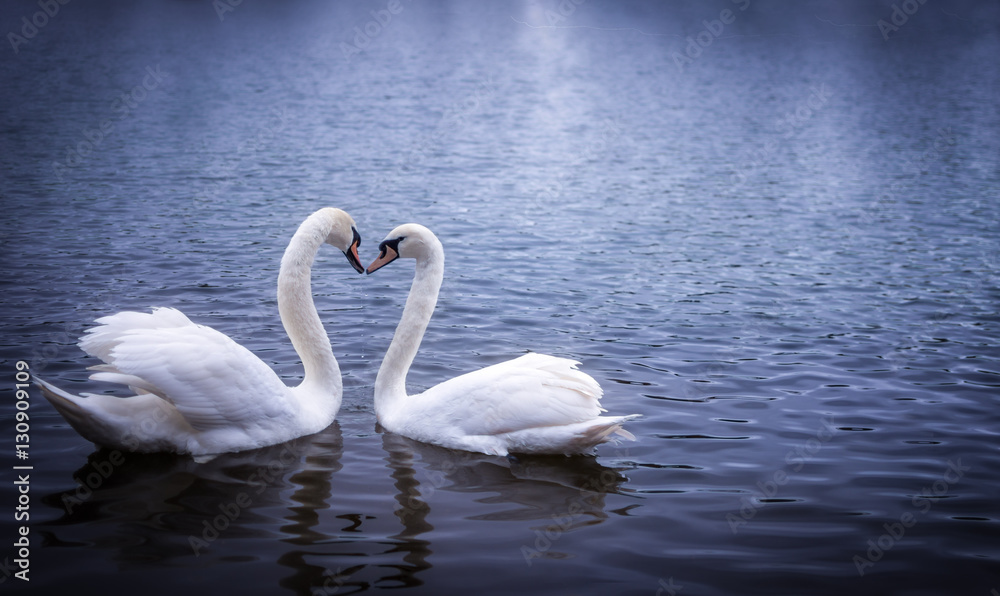 Fototapeta premium Swans forming a heart shape with their necks