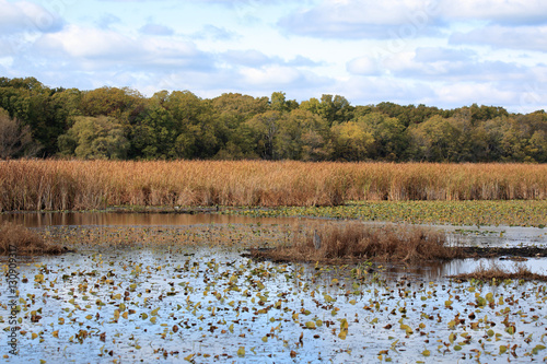 Marsh in autumn with reeds and trees
