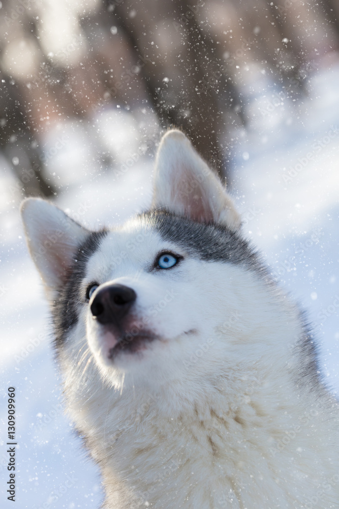 husky puppy with blue eyes