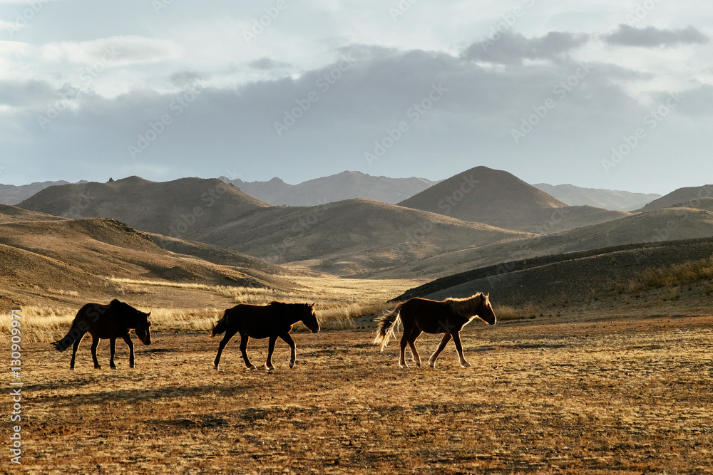 Horses Walk through the Steppe