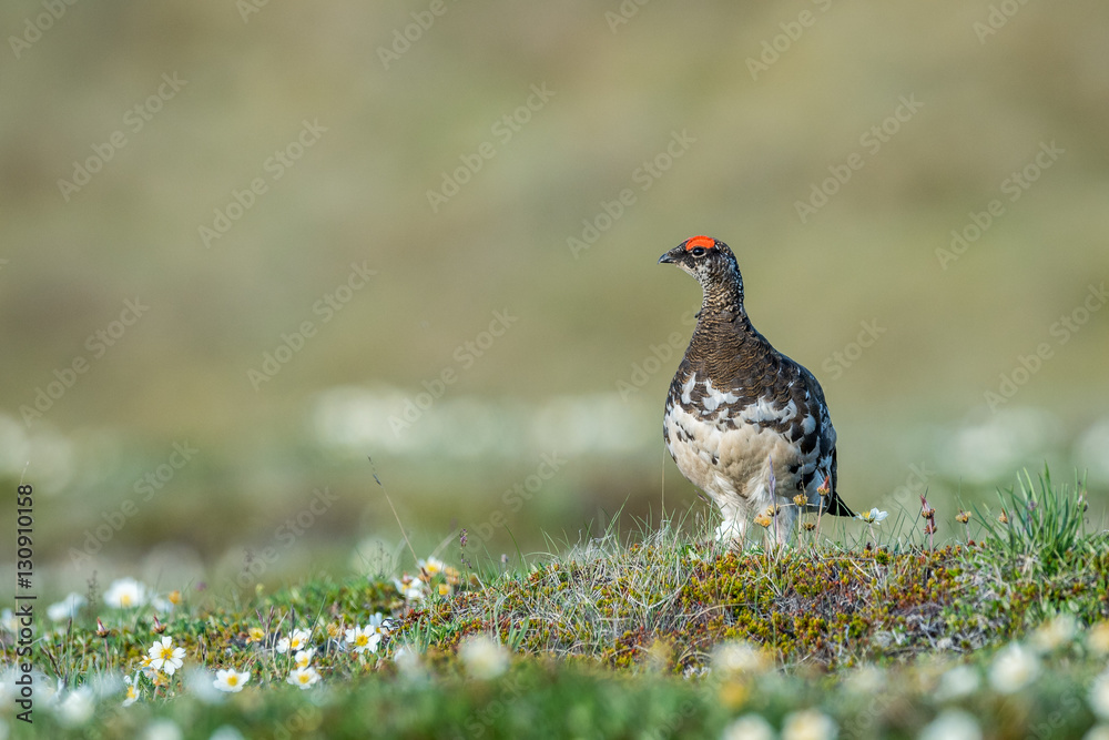 Ταπετσαρία Male Rock ptarmigan in a summer dress on a background of green