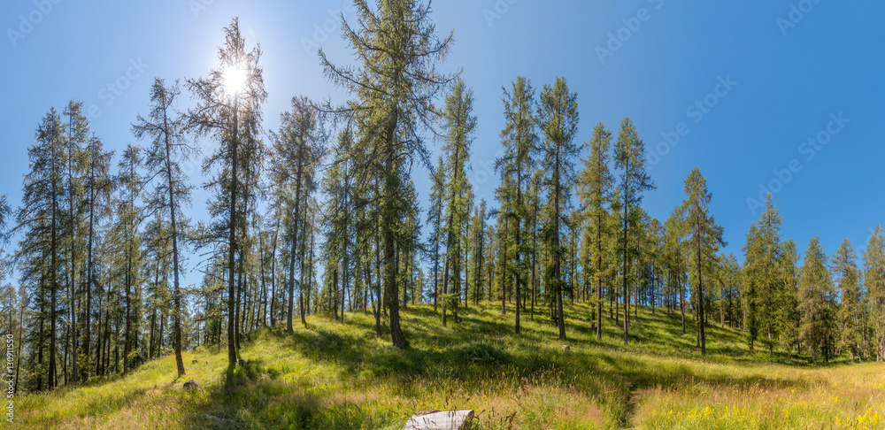 Obraz premium Forêt de mélèzes