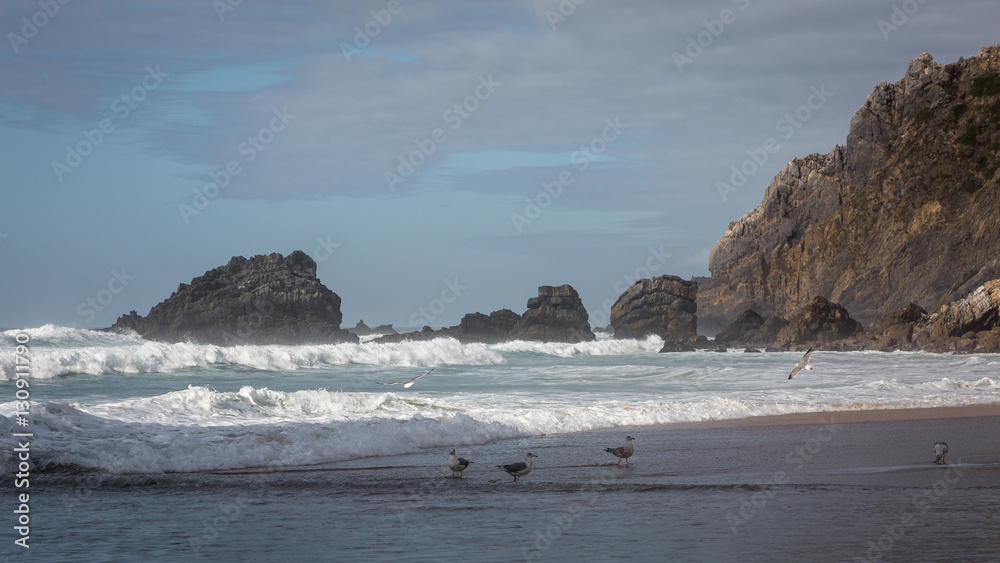 Sea Gulls on Adraga beach (Praia da Adraga), Colares, Portugal