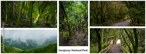 Postcard La Gomera Garajonay National Park photo