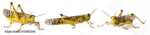 Schistocerca gregaria - the desert locust - food insects