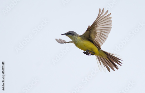 Western yellow wagtail in flight photo