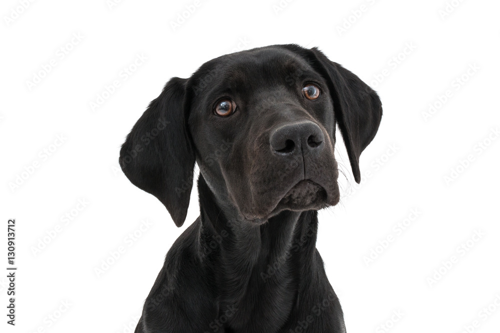 Isolated image of a black female labrador retriever