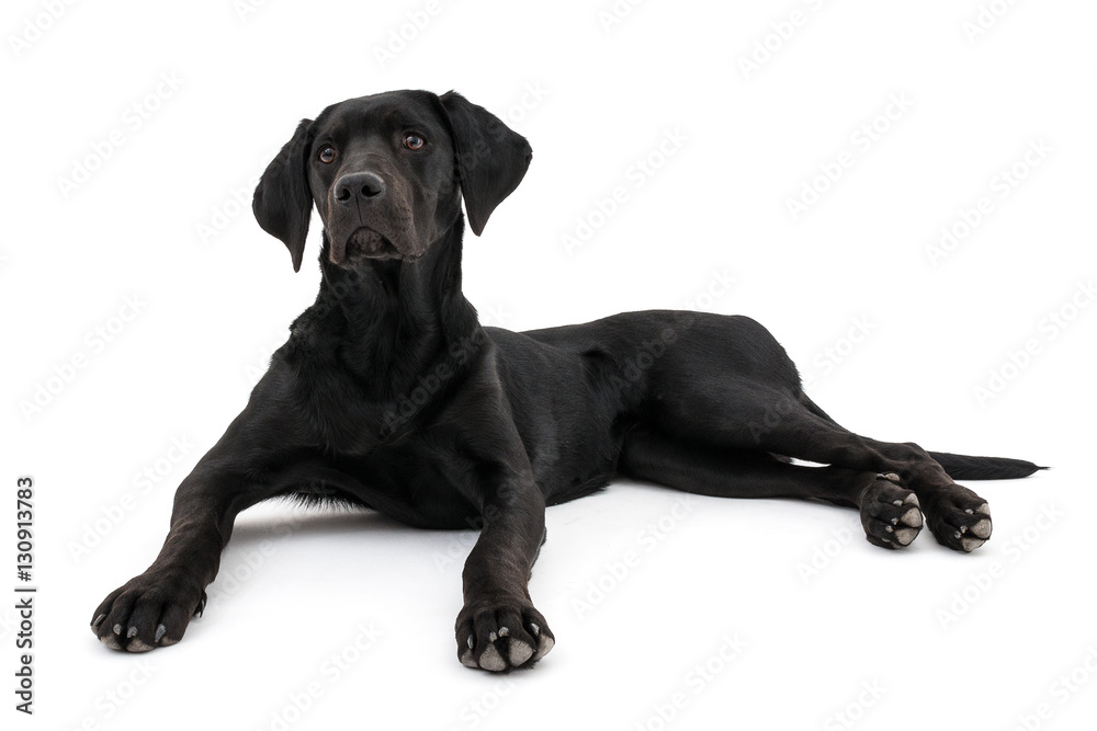 Isolated image of a black female labrador retriever
