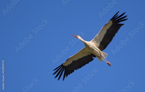 White stork soaring in the blue sky