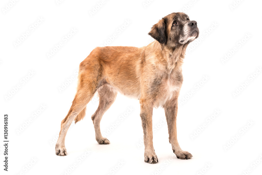 Isolated image of a big female german bear dog
