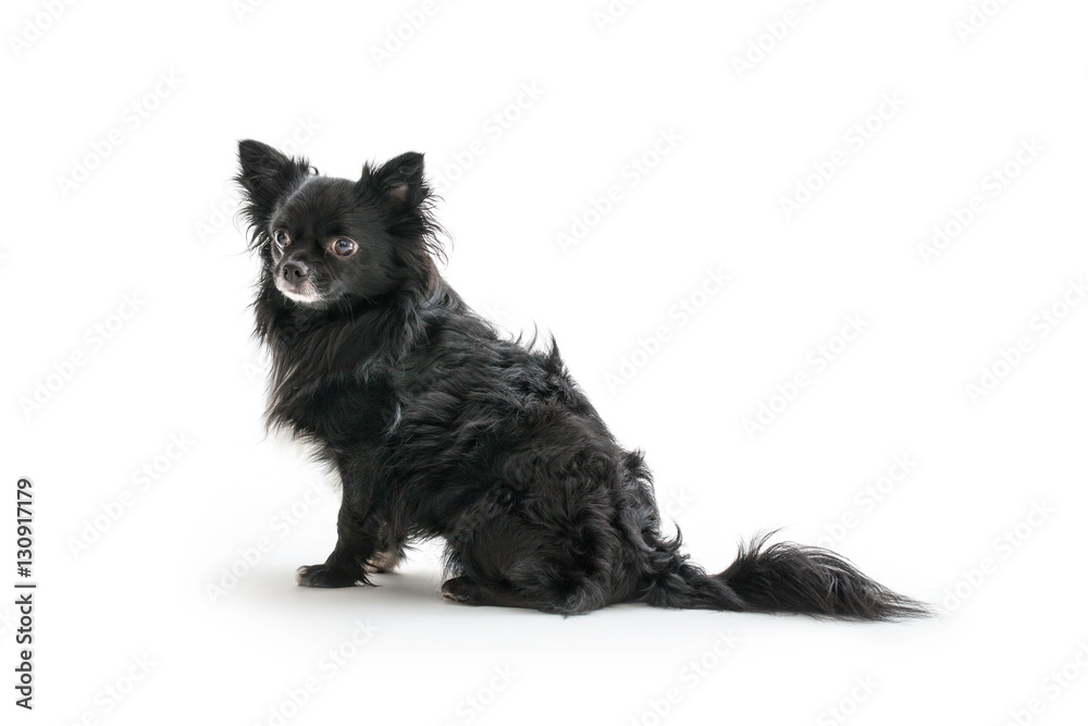 Isolated image of a small cute black chihuahua Isolated image of a small cute black chihuahua