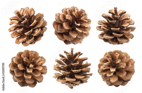 Pine cones isolated on a white background, with clipping path