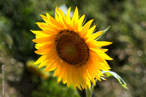 Sunflowers - Stock image