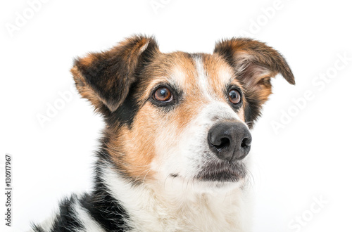 Isolated image of a cute male dog © Danny