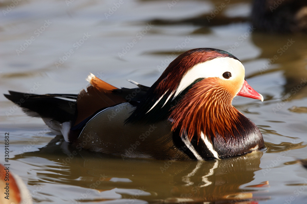 Canard Mandarin Canard Mandarin
