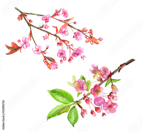Set of spring blossom  bloom   branch with pink flowers  leaves  buds  petals  hand draw watercolor painting on white background  decorative illustration  vintage