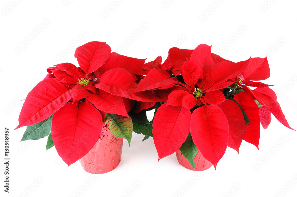 fresh Christmas poinsettia isolated on white background fresh Christmas poinsettia isolated on white background