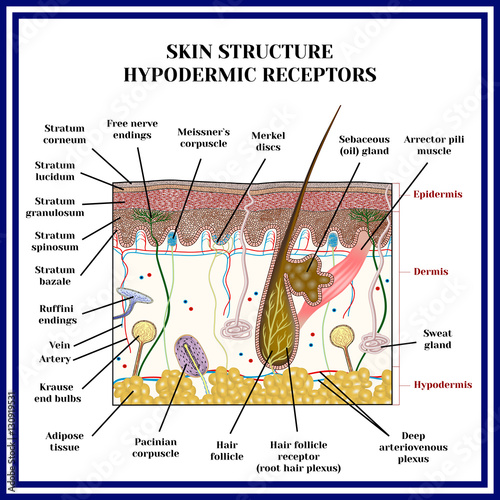 Skin structure. Hypodermic receptors (meissner corpuscle, merkel discs, pacinian corpuscle, ruffini endings, krause end bulbs, free nerve endings, sweat gland). photo
