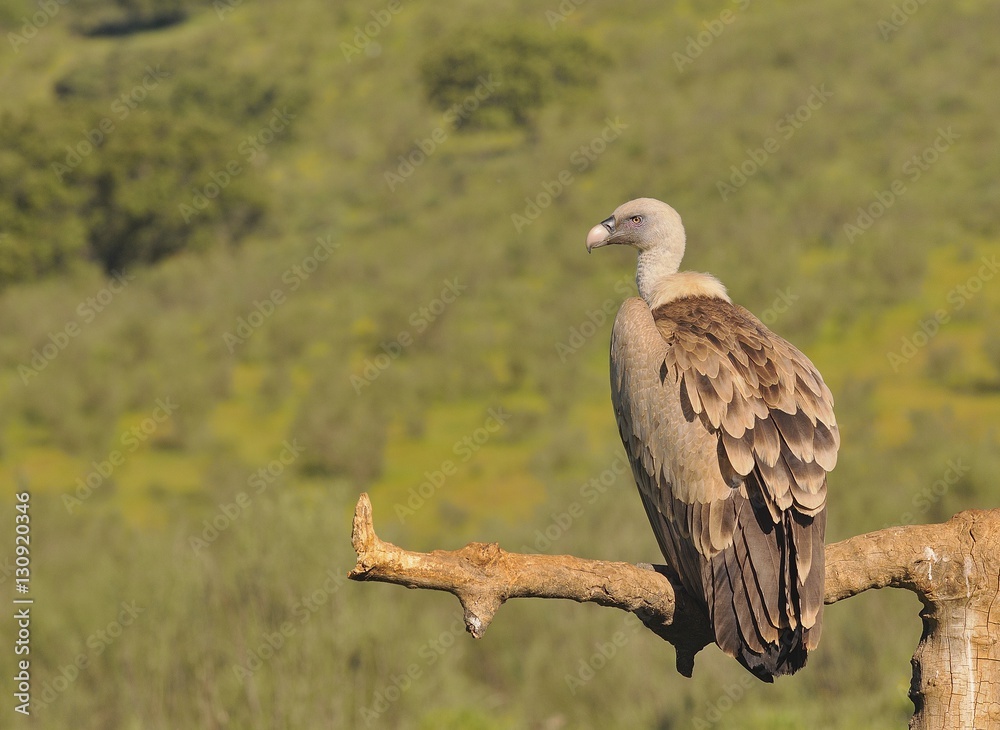 Griffon vulture in the meadow of Extremadura. Griffon vulture in the meadow of Extremadura.