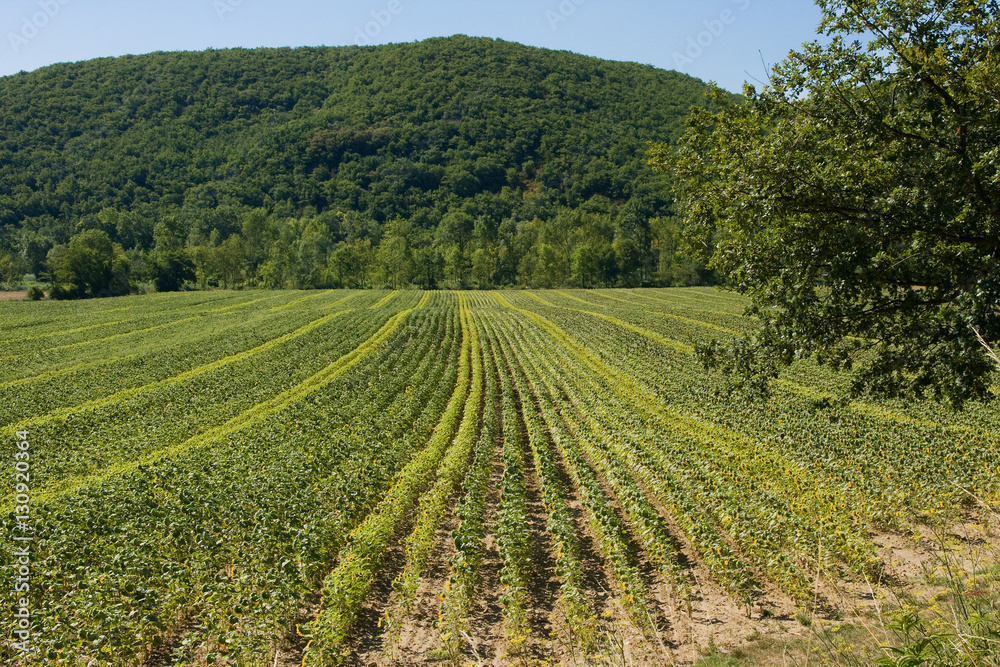 Lavender field in France after the harvest and trimming showing fresh green growth against the dark green of the hillside 