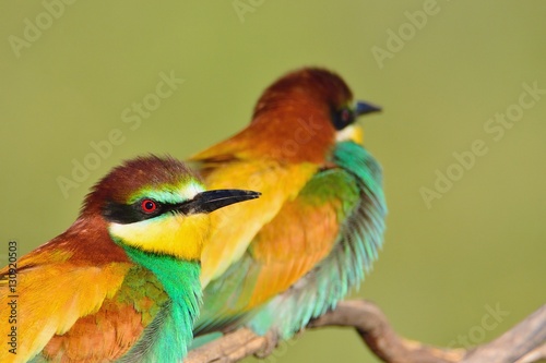 Couple of bee-eaters on leafless branch