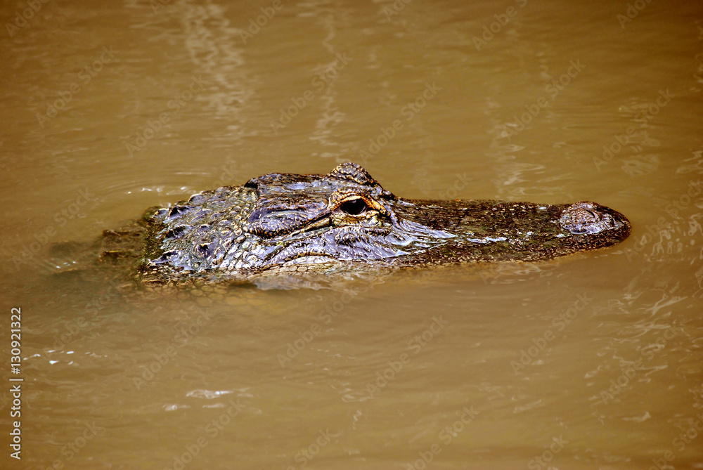 Fototapeta premium American alligator swimming