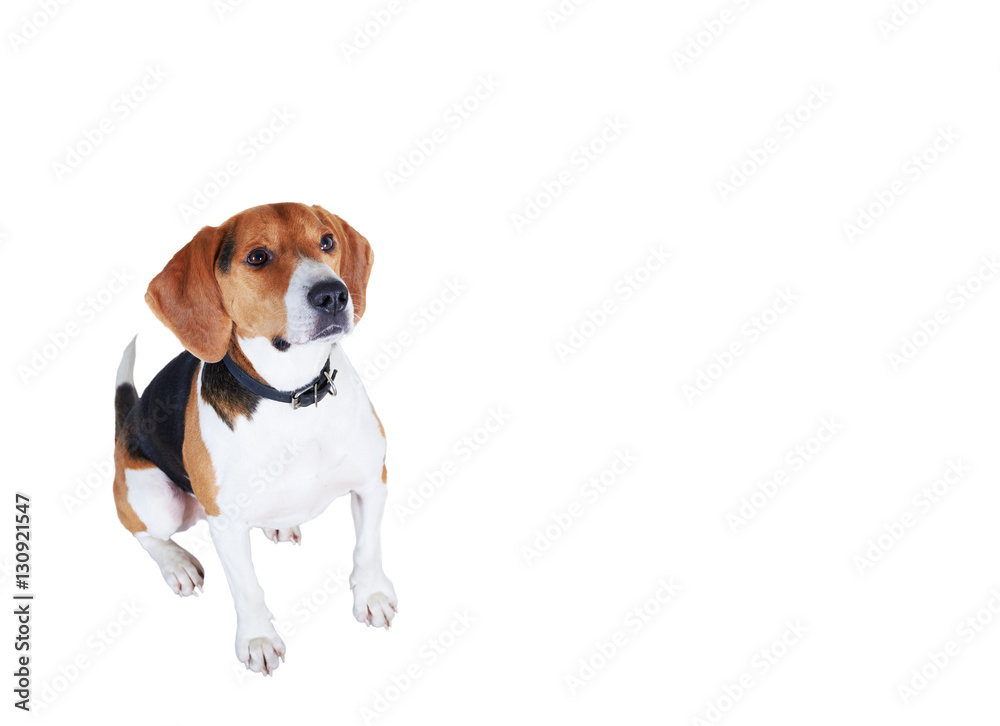 Handsome dog look from down to up. Beagle snapshot isolated on white background. Beautiful hunter.
