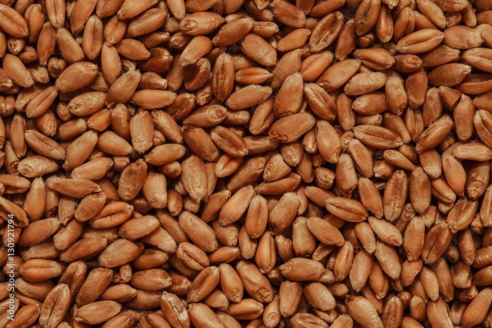 Grains of wheat close-up view from the top Grains of wheat close-up view from the top