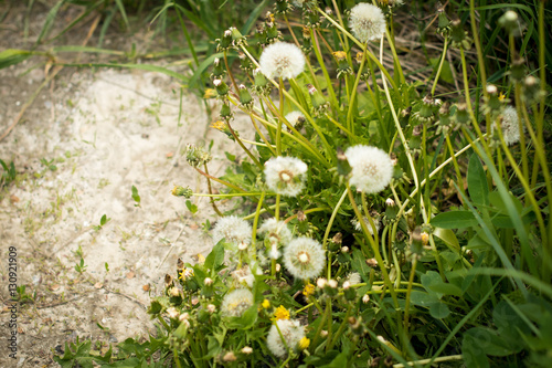 flowers photo