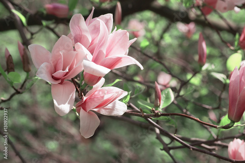 Spring floral background with magnolia flowers.