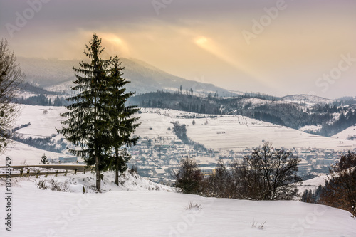 Fototapeta Naklejka Na Ścianę i Meble -  spruce tree on snowy meadow in mountains