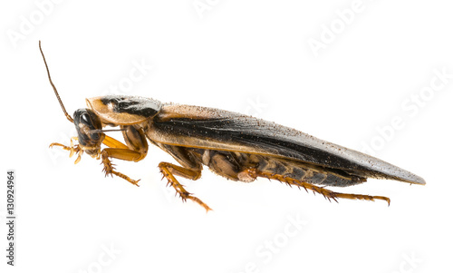 cockroach - Blaptica dubia © Vera Kuttelvaserova