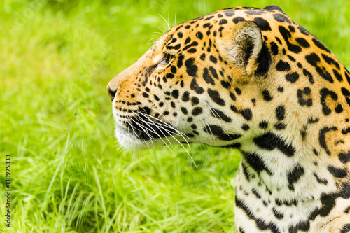 Portrait of a Jaguar. Panthera onca.