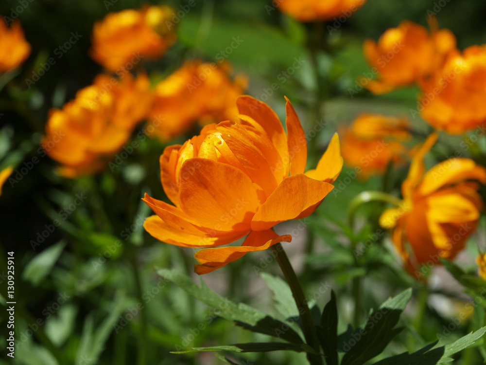 Trollius europaeus orange flowers with green Trollius europaeus orange flowers with green
