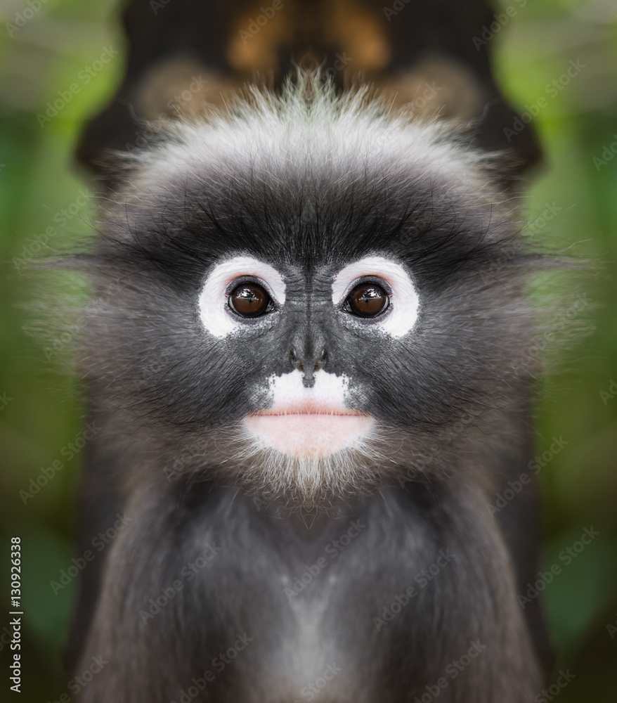 Dusky leaf monkey face close up