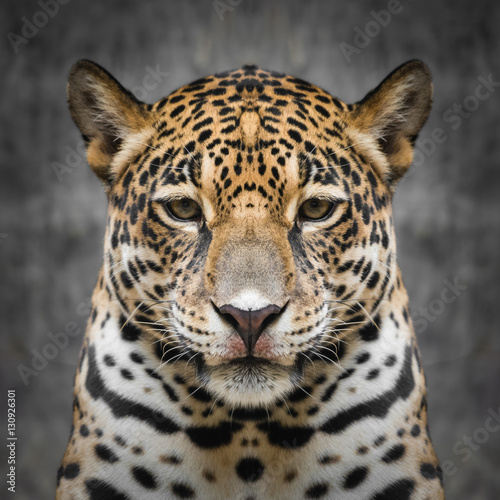 Jaguar face close up
