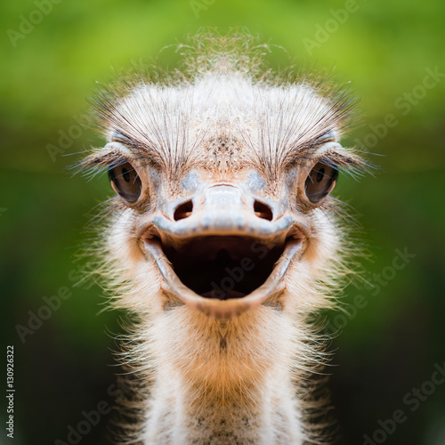 Ostrich face close up