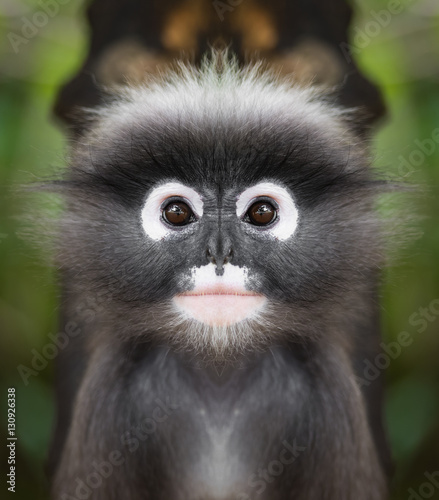Dusky leaf monkey face close up