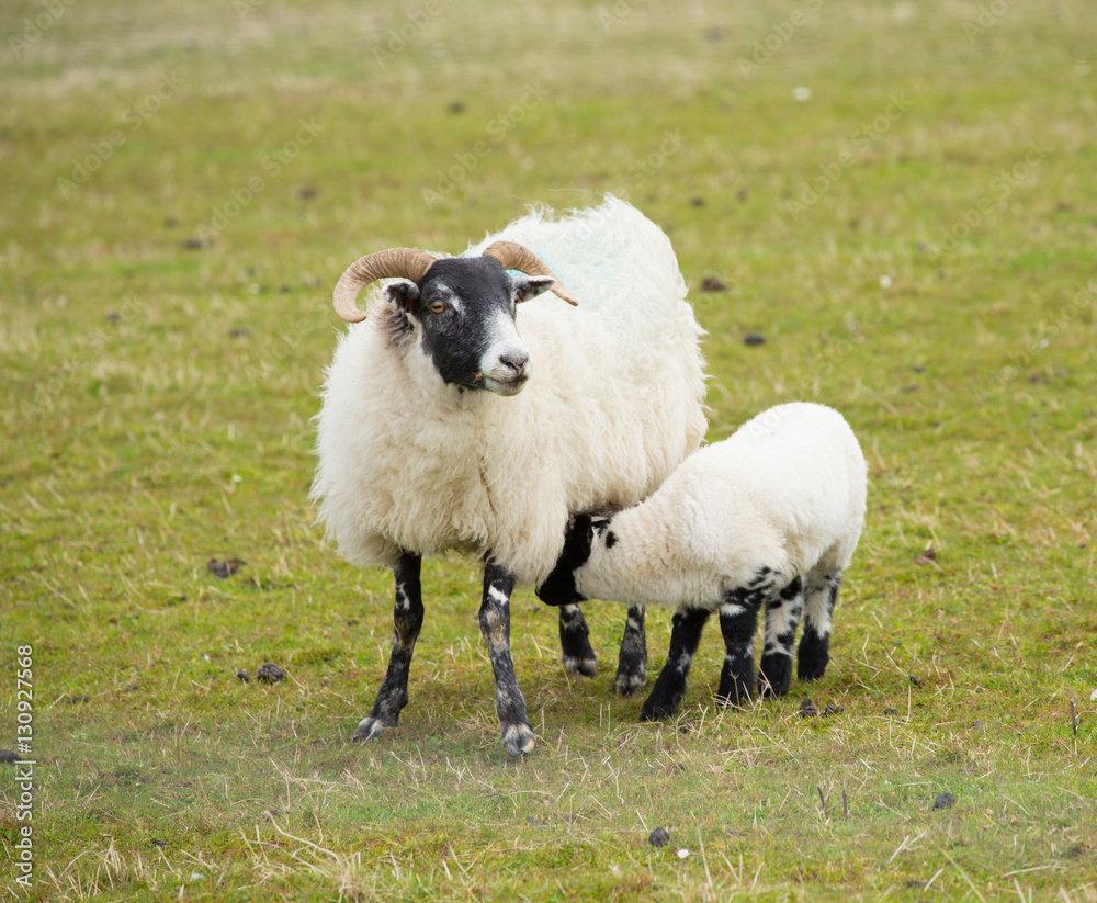 Obraz premium Scottish sheep isle of Mull Scotland uk with horns and white and black legs 